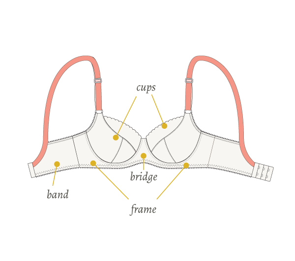 Learn the basics in bra anatomy and the purpose of the various parts for both support and style